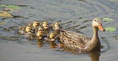 Ducklings swiming behind their mother