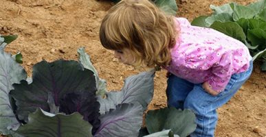 Child looking at a cabbage